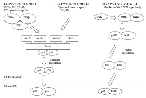 Pathways Of Nf κb Activation The Most Known Classical Way Of