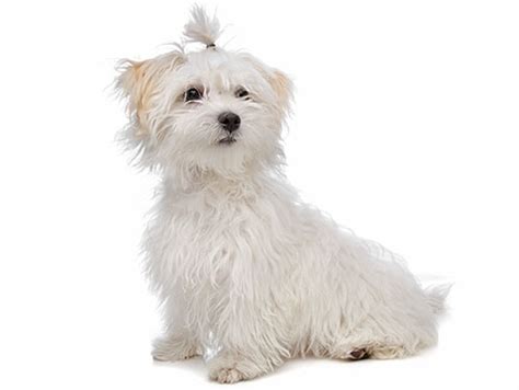 18 Best Hypoallergenic Dog Breeds If You Have Allergies [Low Shedding]