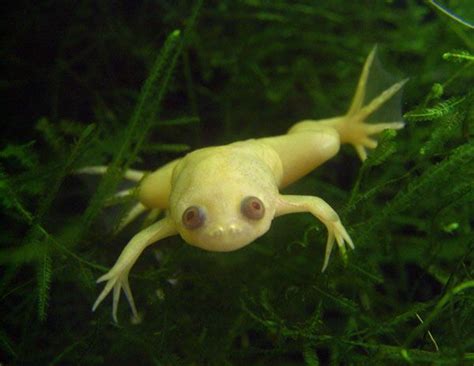 Xenopus African Clawed Frog Frog Frog Pictures