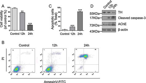 Mpp Induces Pc12 Cell Apoptosis And Ache Protein Increases A An Mtt