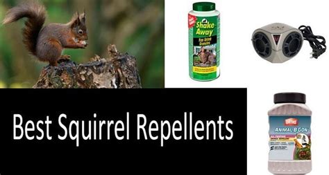 Top 7 Best Squirrel Repellents Buyers Guide 2022 Squirrel Repellents