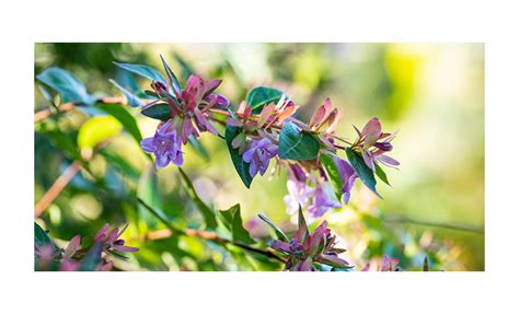 Abelia Edward Goucher Kopen Gras En Groen Winkel