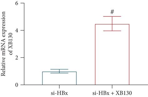 Hbx Xb130 Axis Facilitates Proliferation Of Hepg2 Cells A