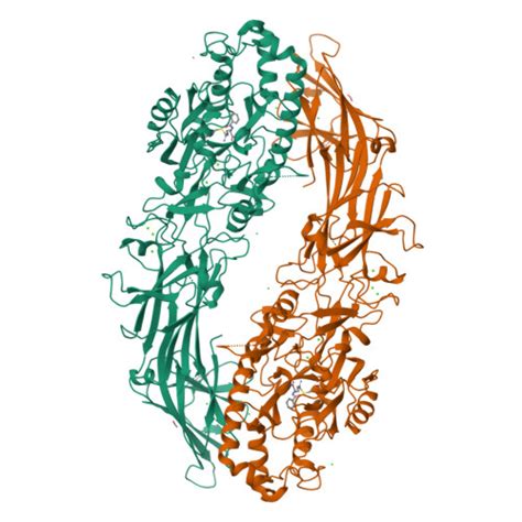 RCSB PDB 7D56 Structure Of The Peptidylarginine Deiminase Type III