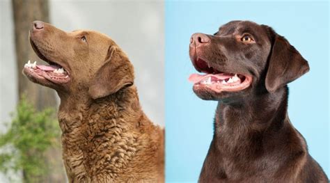 Chesapeake Bay Retriever Vs Labrador Retriever Diferencias Y Más 2023