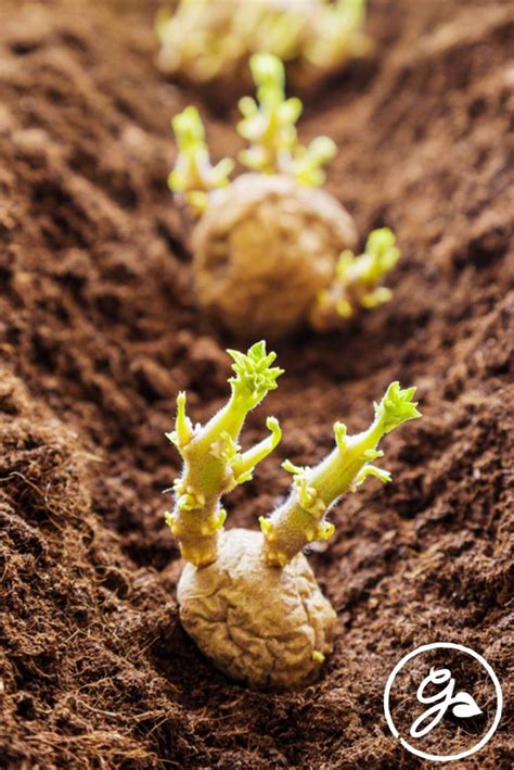 How to Plant Seed Potatoes: Finding the Seed End of the Potato