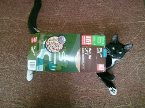 Cereal Box Kitten Cats