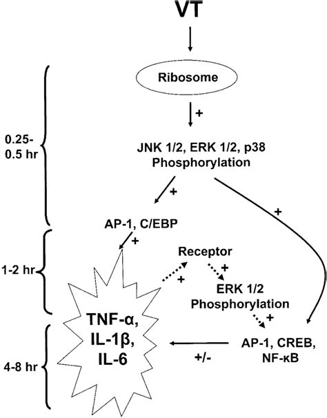 Hypothetical Pathways Linking Vt Induced Mapk And Transcription Factor