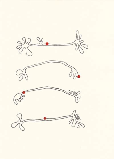 Touch Receptors - NAYDA COLLAZO-LLORENS