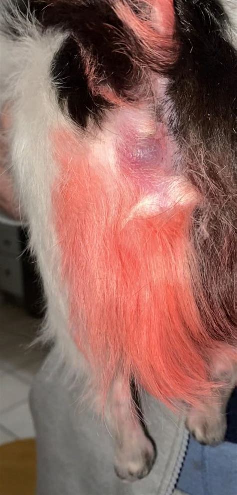 Swollen Anal Gland R Vet