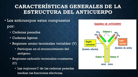 ANTICUERPOS Y ANTÍGENOS DRA SIDONIA SUAZO INTRODUCCION Los