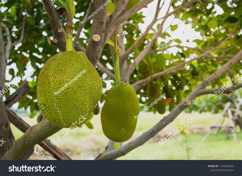 Fresh Green Jackfruit Artocarpus Heterophyllus Hanging Stock Photo