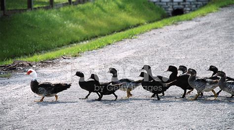 Ducks Crossing stock photos - FreeImages.com