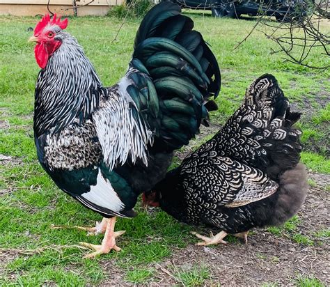 Barnevelder Chickens for Sale: Double Laced & Rare | Heritage Poultry Farm