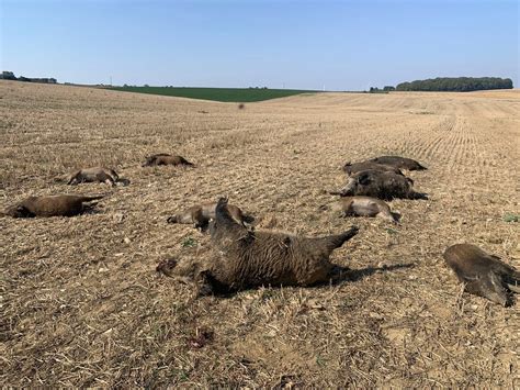 Faits divers Vosges une dizaine de sangliers poursuivis heurtés