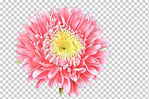 Flower Petal Gerbera Pink Plant PNG Clipart Barberton Daisy China