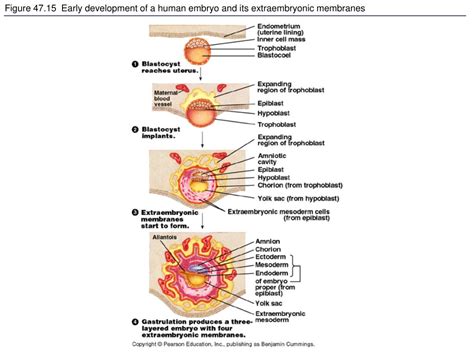 PPT - Figure 47.0 Human embryo PowerPoint Presentation, free download ...