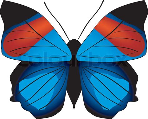 Schmetterling Stock Vektor Colourbox