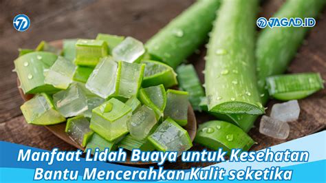 Manfaat Lidah Buaya Untuk Kesehatan Bantu Mencerahkan Kulit JAGAD ID