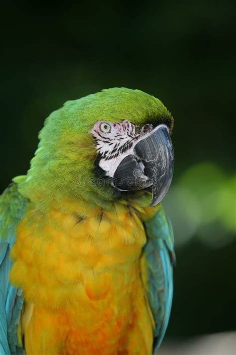 Miligold Macaw Stock Photo Image Of Nature Animals Parrot 6483220