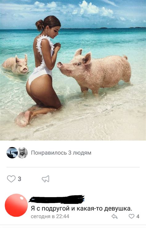 Свинки не комплексуют) | Пикабу