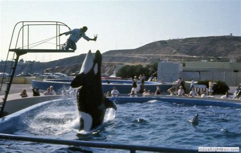 Horrific!! | Killer whales, Majestic animals, Sea world