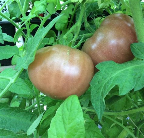 3 X Black Russian Tomato Plug Plants Viridis Hortus