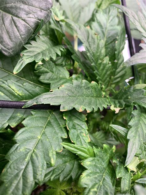 Leaves have white spots/pale and weird looking plant fix? grow question