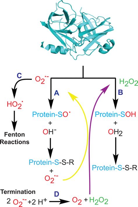 Protein Modification By ROS Superoxide Path A Can Oxidize Cysteine