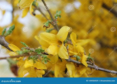 March Flowers in the Beautiful Garden Stock Image - Image of flower, awakens: 144936929