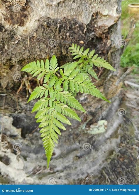 Types of Ferns Leaves Plants Found in the Plantation. Stock Image