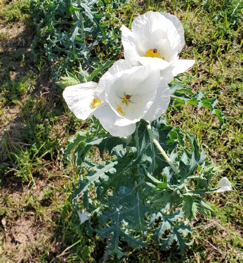 Check Your Seed: Don’t Plant Poisonous Pasture Weeds | Panhandle ...