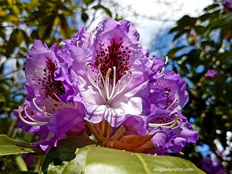 How To Care For Your Rhododendron And Azalea How To Prune Rhododendrons