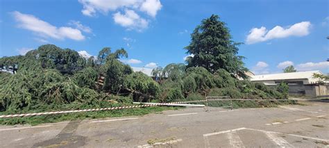 Maltempo Cusano Chiude Alcune Strade Per Caduta Alberi Dialogo News