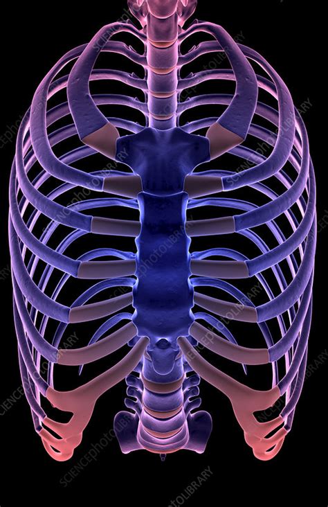 The Thorax Stock Image F0019957 Science Photo Library