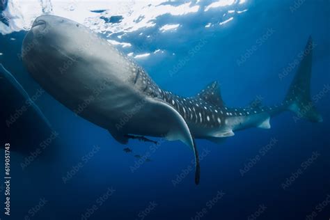 Whale shark eat plankton in blue ocean. Giant Whale shark swimming ...