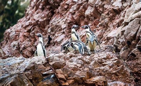 Pingüinos De Humboldt En Las Islas Ballestas Cerca De Paracas En Perú