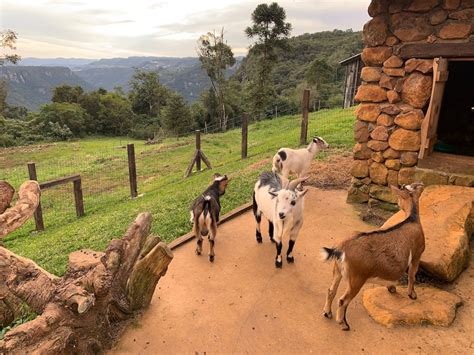 Parque Olivas De Gramado Na Linha Nova TravelTerapia