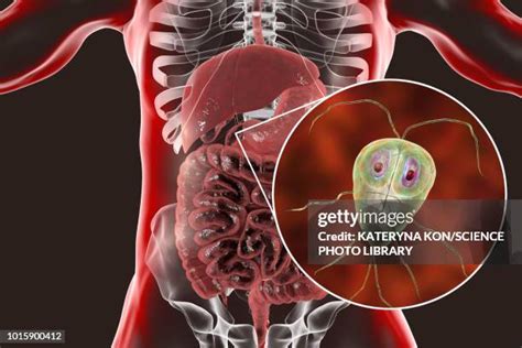 85 Giardia Lamblia High Res Illustrations Getty Images