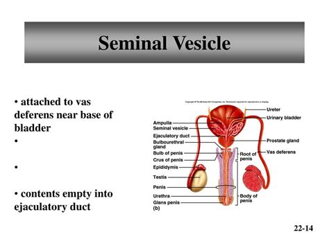 Ppt Chapter 22 Reproductive Systems Powerpoint Presentation Free Download Id 4069259