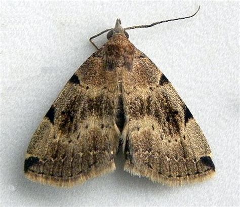 Pennsylvania Moth Zanclognatha Lituralis BugGuide Net