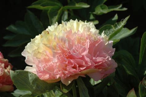 The Lois' Choice Peony | Adelman Peony Gardens