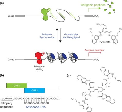 RNA Structures Within Viral MRNAs Are Targets For Translational Control