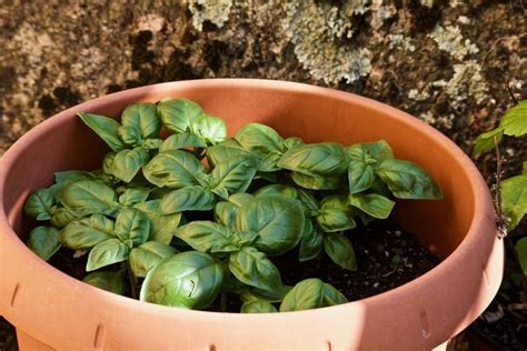 Come Coltivare Il Basilico In Vaso Sul Balcone