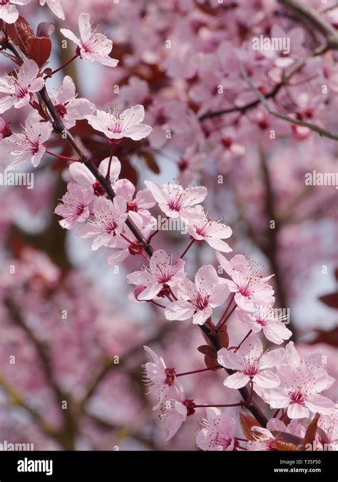 Plum tree blossoms hi-res stock photography and images - Alamy