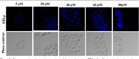 Figure From A Facile Two Photon Fluorescent Probe An Endoplasmic