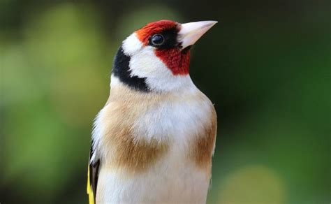 Goldfinch Facts Identification Diet Migration Info Etc Binocular Base