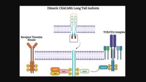 Genes Cancer CEACAMS 1 5 And 6 In Disea EurekAlert