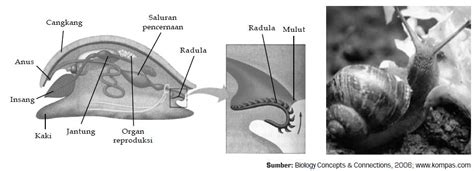 Klasifikasi Ciri Ciri Sistem Pencernaan Hewan Filum Mollusca Dari