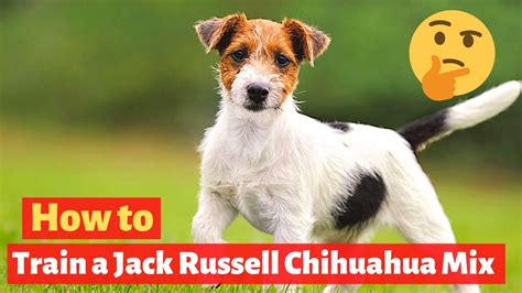 Jack Russell Terrier Chihuahua Mix Black - art-klutz